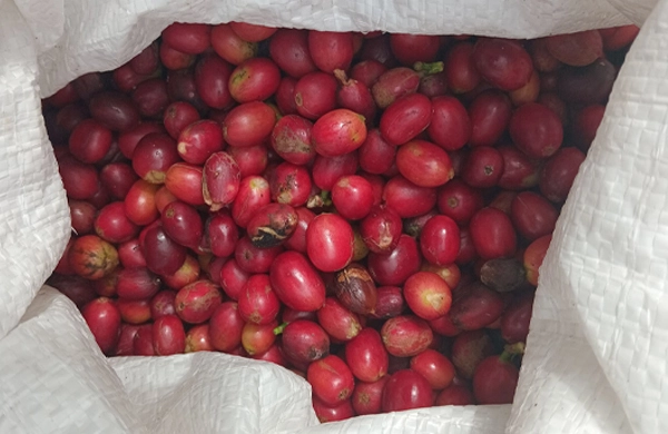 cery-arabica